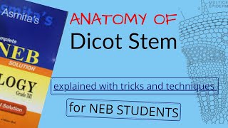 Anatomy of DICOT STEM Explained in NEPALI for NEB STUDENTS | Pathsala Online | BOTANY