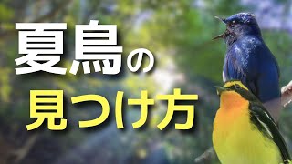 《鳴き声だけから脱出！》夏鳥の見つけ方【野鳥撮影解説】