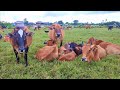 RELAXING COW VOICES..KUMPULAN SAPI-SAPI DESA BERSANTAI