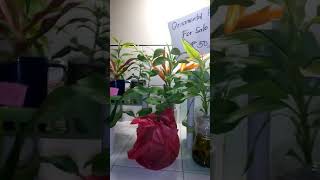 Diskarte ng Nanay/ for sale plants mabenta pala