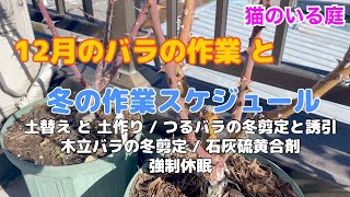 【猫のいる庭】バラの12月の管理 と 冬の作業スケジュール( 土替え•土作り / つるバラの冬剪定•誘引 / 木立バラの冬剪定 / 石灰硫黄合剤 / 強制休眠)