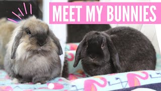 Meet My Bunnies!