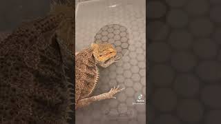 Watch This if your Bearded Dragon WON’T Drink Water! (3 steps)