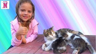 Кошки и Котята Funny Cats Kittens Смешные животные VLOG Едем к бабушке