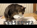 お帰りポーズがかわいい猫