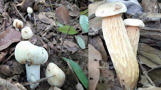 หมานคัก!!มีแต่ดอกงามๆลุยป่าเก็บเห็ดไค🍄เห็ดเผิ่ง🍄เกือบเต็มตะกร้า