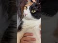 抱っこ嫌いな猫が抱っこされてる貴重映像 ねこのいる生活 三毛猫 猫 ねこ cutecat ねこ動画 animal cat catlover cute