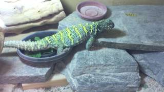 Male ornate Uromastyx (U. ornata)