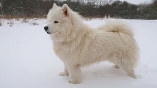 How to Train Your Samoyed Puppy