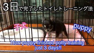 たった3日でトイレトレーニング完了！！子犬のトイトレ方法を紹介します！！！！