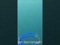 Panah ikan tenggiri #spearfishingworld #spearfishinginternational