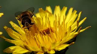 【昆虫】ハナアブ　西尾いきものふれあいの里【insect】