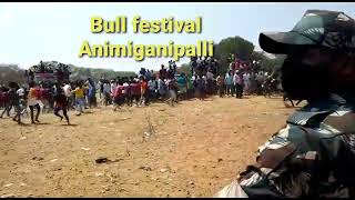 Bull Festival ఏద్దుల పండుగ అనిమిగానిపల్లి కుప్పం KUPPAM CHITTOOR DIST