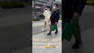 博美犬歡歡十八點出門Pomeranian goes out at 18 o'clock😃😄🐶🐕散步