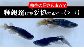 メダカ飼育 種親選びを妥協すると…結果はそれなりに。 相性の悪いメダカいませんか？【メダカ飼育 085】