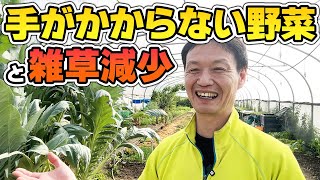 【自然栽培292】ほったらかし野菜栽培！雑草減少！