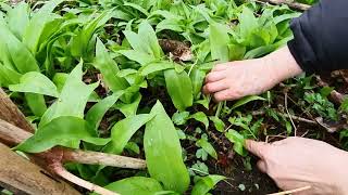 กระเทียมป่าดูยังไง? Wild Garlic what does it look? Bärlauch Wie sight es aus?