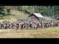 huahua tni ad selesai pembaretan