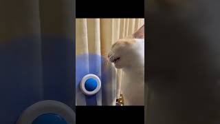 Funny animal videos I found on Instagram and Tiktok #shorts