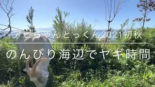 2021秋　煌めく海をバックにのんびりヤギ除草【ASMR】