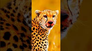 Big Cat Family/ Lion,Leopard,Tiger #subscribe #shortsfeed #shorts #short #viral #lion #youtubeshorts