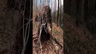 Caught in a Storm   4 days solo bushcraft, camping in heavy rain, Building a Survival Shelter #2
