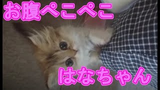 【ペルシャ猫 チンチラ生後2か月子猫動画＃15】はなちゃんのおねだり！お腹がペコペコ・・・【チンチラゴールデン】