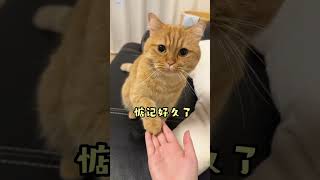 #记录猫咪的日常#笨蛋小猫#city猫猫都爱吃奶盖#素力高奶盖鱼油