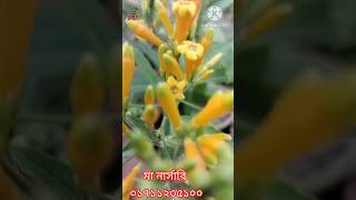 হলুদ হাছনেহেনা ফুল। #shortvideo #হলুদ হাছনেহেনা ফুল #viral #ma nursery