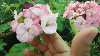 How to care of geranium plant / জিরেনিয়াম ফুল গাছের যত্ন কিভাবে নেবো