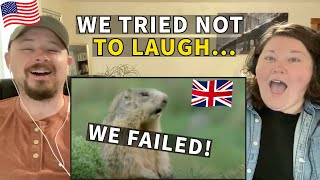Americans React to Funny British Animal Voiceovers - Try Not to Laugh!