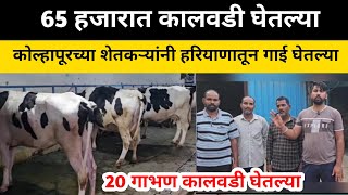 हरियाणातून कोल्हापूरच्या शेतकऱ्यांनी गाई खरेदी केल्या #hf_cow #मुक्त_गोठा #dairy_farm #sangola_bazar