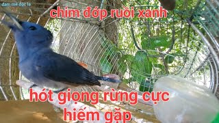 Chim Đớp Ruồi Xanh Hót Líu Giọng Rừng Cực Hiếm Gặp | đam mê độc lạ