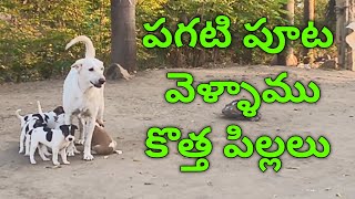 ఆపరేషన్ పిల్లల కోసం పగటిపూట వెళ్ళాము 🙏🐕7993650049🙏#dogslife#dogsfunnyvideos#feedingdogs