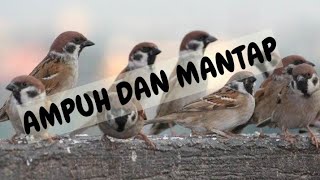 SUARA PIKAT BURUNG GEREJA AMPUH LANGSUNG BERDATANGAN