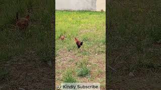 Rooster in the field