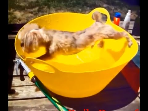 Most Funny Dog Compilation (Dog Fail Compilation) - Daily Dose Of Fun ...