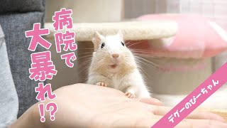 【ベタ慣れデグーへの挑戦】病院嫌いなデグーを手乗り大好きデグーにしたい！Funny and Cute Degu