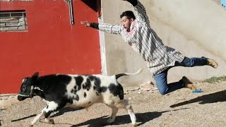 ردة فعل العجل أول مرة يخرج من مكانه😱 بيع حولي العيد🐏 ومفاجئات جديدة كثيرة في المزرعة