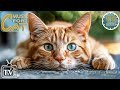 Music Therapy for Cats - EXTREME RELAXATION Music for Cat - Best Calming Tunes for Cats & Kittens #2