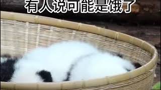 花花的叫声 ＃花花熊猫＃panda