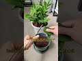 Propagate the zz plant with leaves