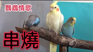 #動物搞笑視頻  玄凤鹦鹉情歌串烧