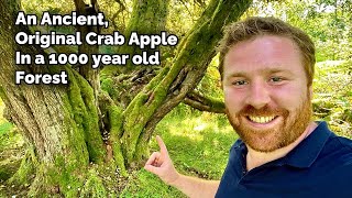 An Ancient and Almost Forgotten Crab Apple - The Biggest in the UK