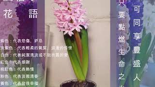 風信子開花縮時攝影-風信子花語