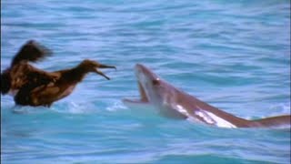 Scavengers of the Seas - Documentary
