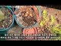 사랑초와 옵투샤사랑초 oxalis u0026 oxalis obtusa 구근 심기는 밑에 설명으로 남겨드렸습니다⚘⚘