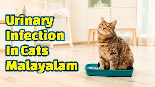 Urinary Infection In Cats Malayalam | പൂച്ച മൂത്രമൊഴിക്കാൻ കഷ്ട്ടപ്പെടുന്നുണ്ടോ #persiancatmalayalam