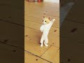 funny Cate Dance 🤣😂🤣😂