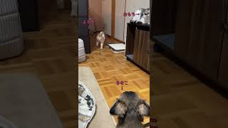 みんなに見られて恥ずかしくなっちゃったシーズー #shorts #猫犬 #シーズー #可愛い